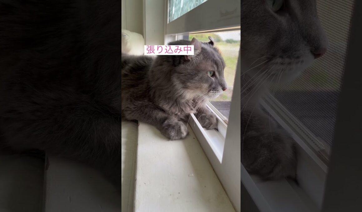 張り込み #アメリカンカール #ねこ動画 #ねこ
