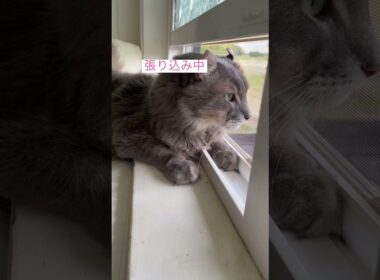 張り込み #アメリカンカール #ねこ動画 #ねこ