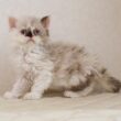 セルカークレックス子猫　Selkirk Rex　2026.3.31産まれ　　ライラックトーティーシェル　巻き毛　女の子　シーダキャット猫のお店