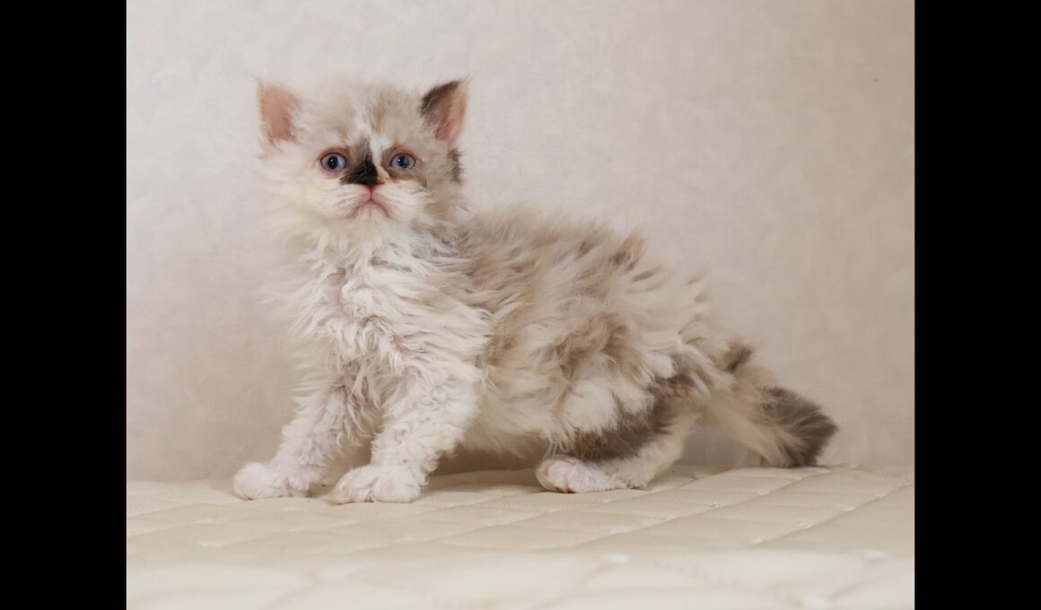 セルカークレックス子猫　Selkirk Rex　2026.3.31産まれ　　ライラックトーティーシェル　巻き毛　女の子　シーダキャット猫のお店