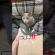 コタツから猫キノコが生えた❤️ #猫 #ロシアンブルー #catshorts #shorts