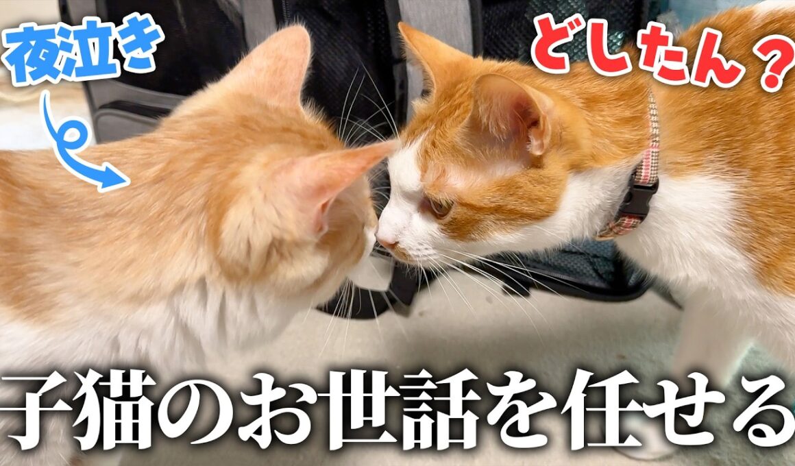 夜泣きがひどい子猫たちのお世話をチップに任せてみたら最高の結果になりました…！！