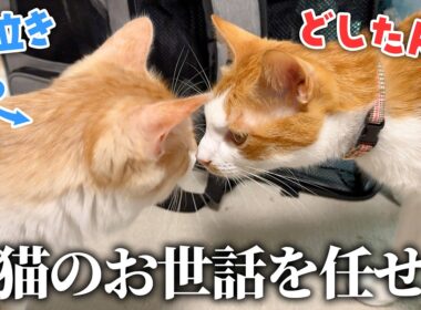 夜泣きがひどい子猫たちのお世話をチップに任せてみたら最高の結果になりました…！！