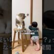 最初は楽しそうだったのに最後の方は「なんこれ･･･？」ってなってる息子w #マンチカン #赤ちゃん #猫パンチ #shorts