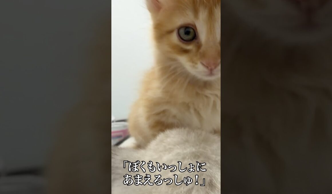 🐱甘えるのに忙しい子猫   #cat #kitten #猫 #子猫 #ねこ #こねこ #shorts  #猫のいる暮らし