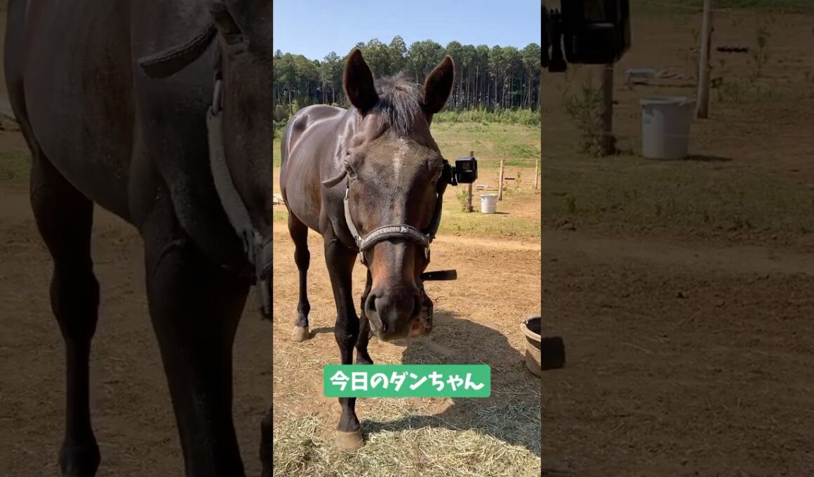 今日のダンちゃん  #horse #馬 #シャムロック乗馬クラブ