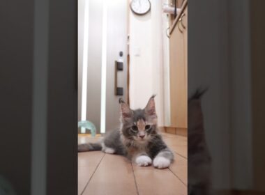 淡いコートのメインクーン子猫の安寿ちゃん