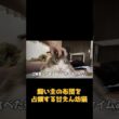 飼い主との距離感がバグってる甘えん坊猫がこちらですw #ネコ #cat   #猫のいる生活 #shorts #アメショ #ノルウェージャンフォレストキャット #アメリカンショートヘア #猫のいる暮らし