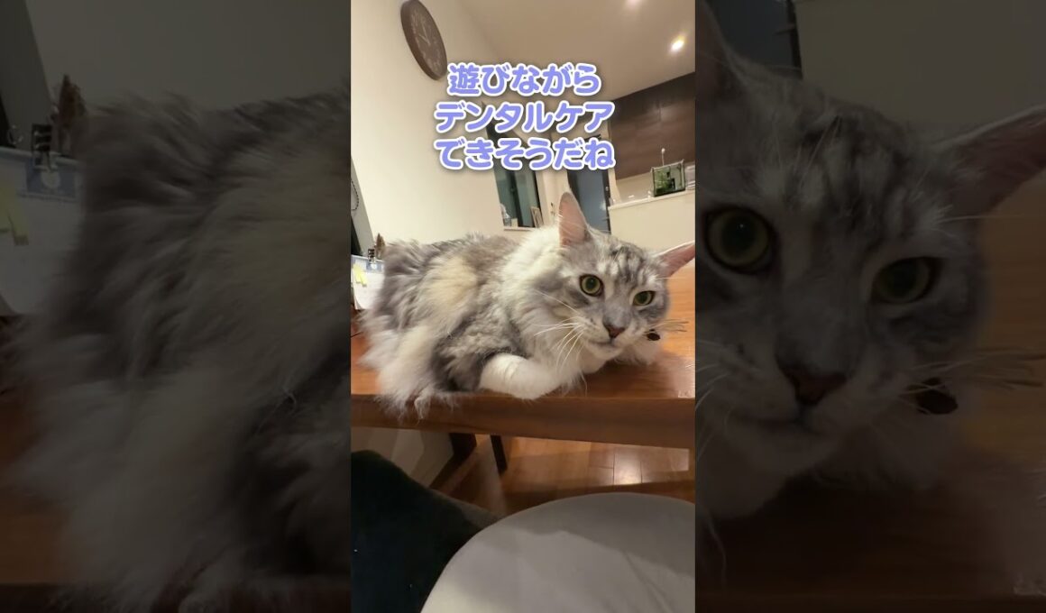 猫用マタタビ棒に大興奮する大型猫#shorts