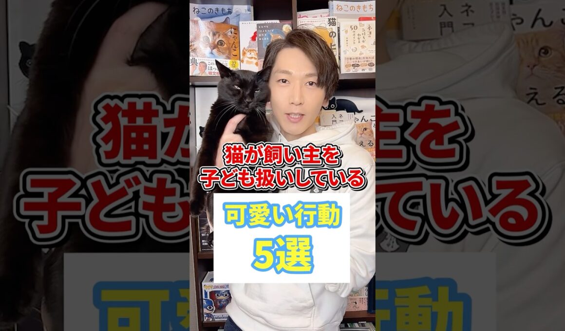 猫が飼い主を子ども扱いしている可愛い行動５選 #猫 #猫のいる暮らし #ねこ
