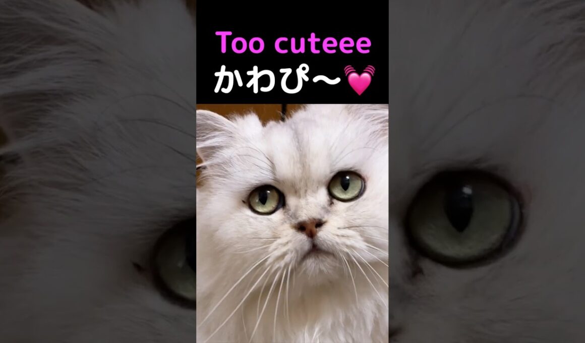 困り顔の破壊力が強すぎるペルシャ猫🐱💖#猫 #ペルシャ猫 #猫動画 #かわいい猫 #癒し #猫ショート #ふわもこ猫 #困り顔 #猫のいる暮らし #もふもふ