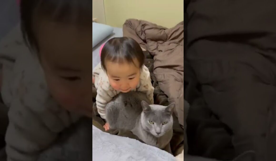 ネコ(ロシアンブルー)に抱きつく子ども。超仲良しです。