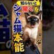 知らないと驚く シャム猫の本能 #猫のいる暮らし #猫 #cat #保護猫 #好きな猫 #元気になる動画 #猫のいる生活 #子ネコ #猫好きさんと繋がりたい #シャム猫