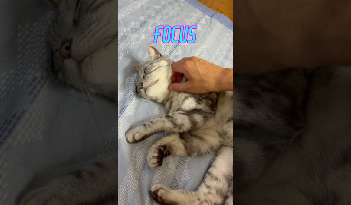 《猫動画》ねこちゃんがピタッとくっついてきたので、なでなでしてたら…、その瞬間がかわいいくてこんな感じになりました_#Shorts #cat #kitty #アメショ #vlog