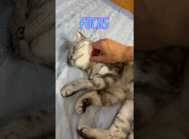《猫動画》ねこちゃんがピタッとくっついてきたので、なでなでしてたら…、その瞬間がかわいいくてこんな感じになりました_#Shorts #cat #kitty #アメショ #vlog