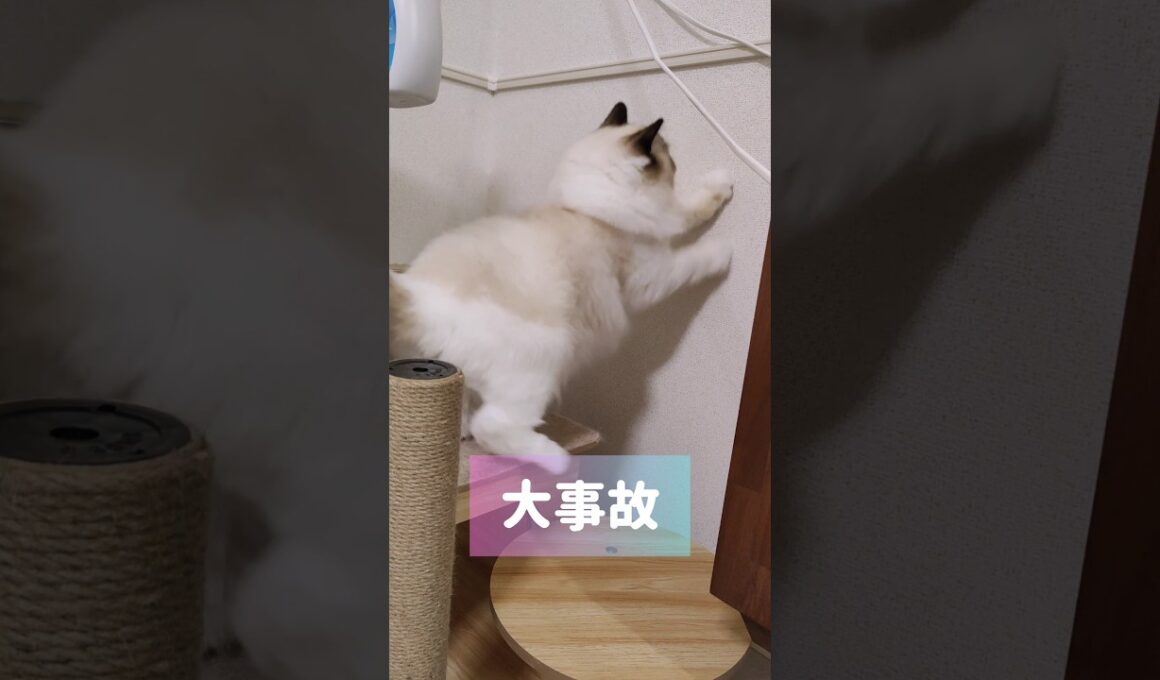 🤦🏻‍♀️ #shorts #子猫 #猫 #ラグドール #甘えん坊猫 #猫のいる暮らし