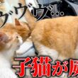 子猫たちがついにロビンと対面するも、威嚇と唸りが止まらなくなってしまいました…。