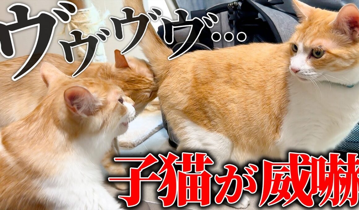 子猫たちがついにロビンと対面するも、威嚇と唸りが止まらなくなってしまいました…。