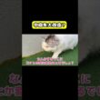 中庭を大改造？　#猫 #おもしろ #アテレコ #ニャンチューバーつくし