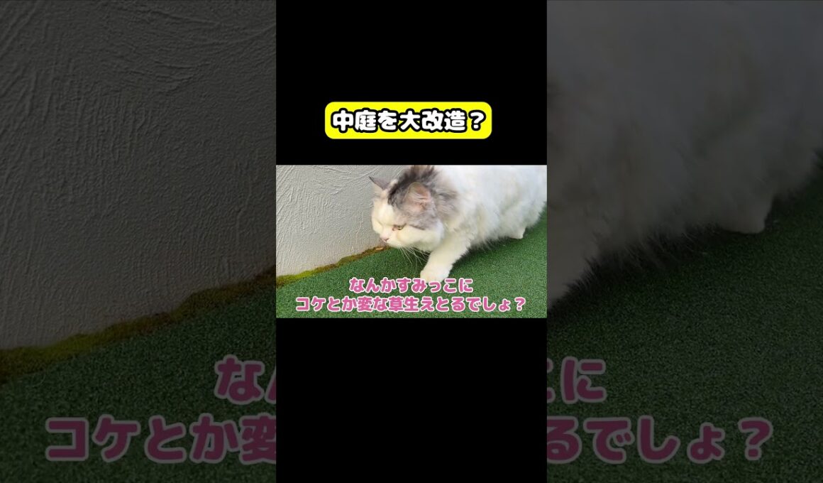 中庭を大改造？　#猫 #おもしろ #アテレコ #ニャンチューバーつくし