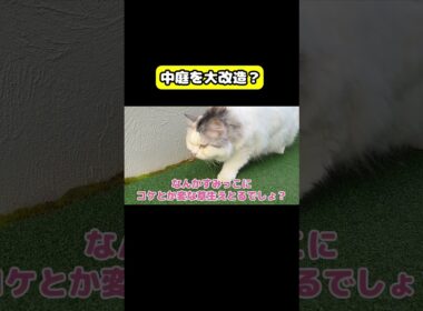 中庭を大改造？　#猫 #おもしろ #アテレコ #ニャンチューバーつくし