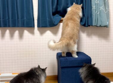 【先輩猫】弟たちのために、台を置いてあげたwwwノルウェージャンフォレストキャットとターキッシュアンゴラ