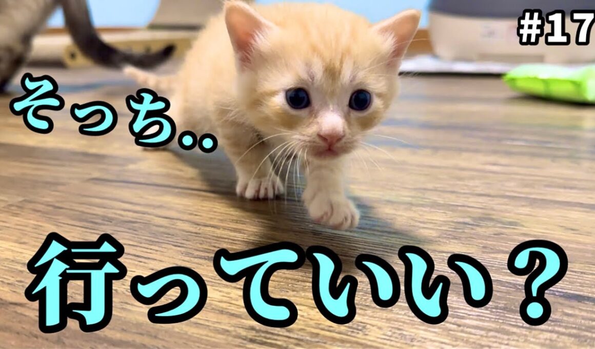 人馴れしすぎ野良ママが産んだ子猫…やはり警戒心ゼロ