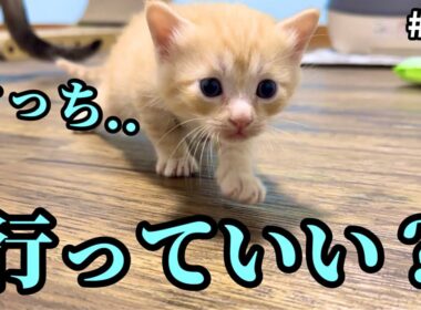 人馴れしすぎ野良ママが産んだ子猫…やはり警戒心ゼロ