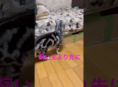 ベッドを占領された飼い主 #アメリカンショートヘア #アメショ #cat
