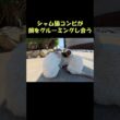 シャム猫コンビが顔をグルーミングし合う #猫 #ねこ #cat