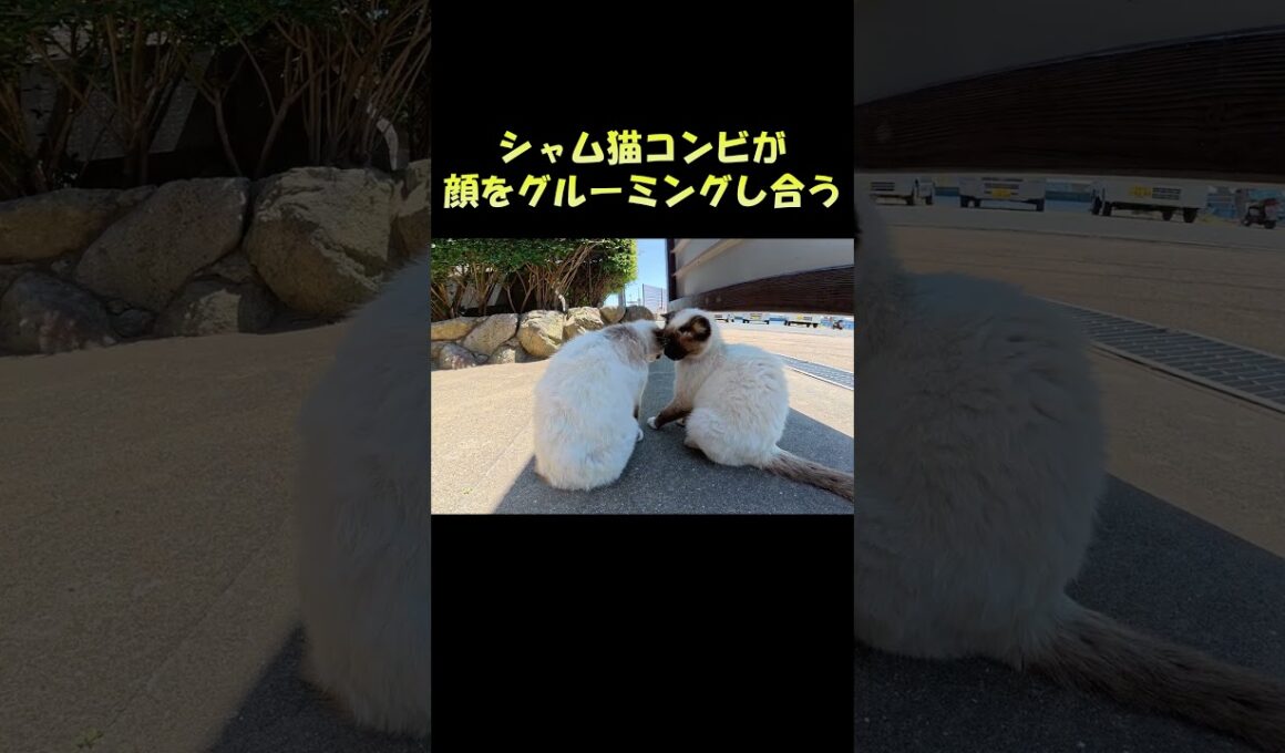シャム猫コンビが顔をグルーミングし合う #猫 #ねこ #cat