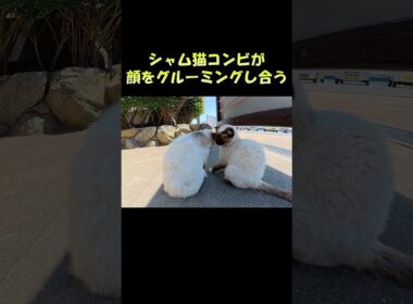 シャム猫コンビが顔をグルーミングし合う #猫 #ねこ #cat