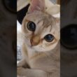 ねぇなでて #猫 #ねこ #こねこ #猫のいる暮らし #シンガプーラ #cat #catshorts