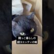 ドヤ顔の胡ヨエッティ #cat #にゃんグラム #セルカークレックス #猫のいる暮らし #にゃんたチャンネル #ブリティッシュショートヘア #猫のいる生活