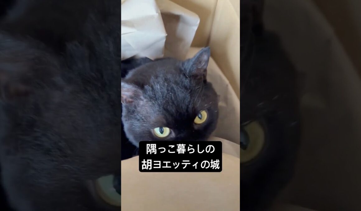 ドヤ顔の胡ヨエッティ #cat #にゃんグラム #セルカークレックス #猫のいる暮らし #にゃんたチャンネル #ブリティッシュショートヘア #猫のいる生活