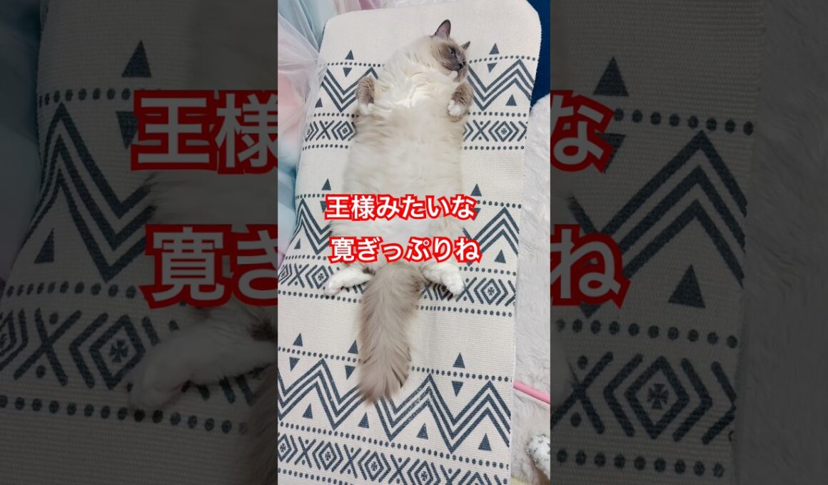 【anela】寛ぎっぷりが王様みたいなラグドール猫#猫 #shorts