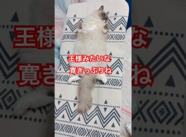 【anela】寛ぎっぷりが王様みたいなラグドール猫#猫 #shorts