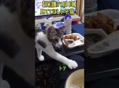 【保護71日目】見ててほしい子猫！ #猫 #cat #子猫 #保護猫 #動物 #ペット #shorts