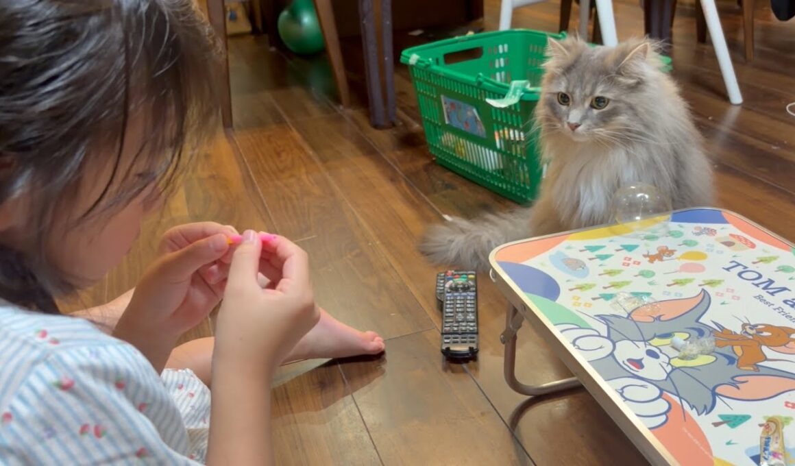 チカバルーンができるのをじっと待つ猫　サイベリアン