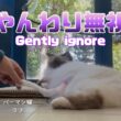バーマン猫ラフ【やんわり無視】Gently ignore（バーマン猫）Birman/Cat