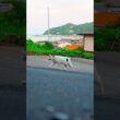 ゆきちゃま！ゴロン！ゴロン！ご機嫌なお散歩！南熱海の夕暮れ時はさみしそう！ #熱海 #野良猫 #保護猫 #伊豆 #相模灘 #ジャパニーズ・ボブテイル #猫のいる暮らし