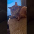 ジメジメした気候でダラダラ気分な猫【ソマリのぷー】#猫 #cat #猫のいる暮らし #猫のいる生活 #ねこ #猫動画 #catvideos #shortvideo #shorts #short