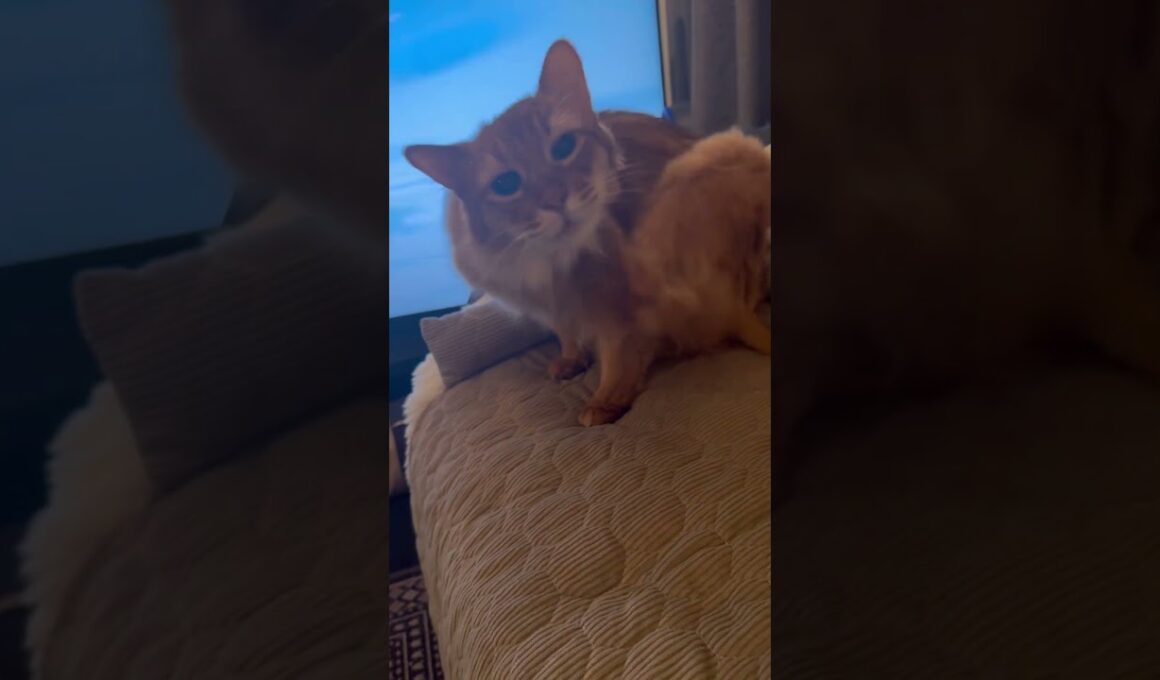 ジメジメした気候でダラダラ気分な猫【ソマリのぷー】#猫 #cat #猫のいる暮らし #猫のいる生活 #ねこ #猫動画 #catvideos #shortvideo #shorts #short