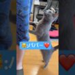 立って誘う可愛い愛猫❤️ #猫 #ロシアンブルー #catshorts #shorts
