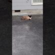 強風の中、丸まるシャム猫っぽいの。【お外の動物その651】#shorts