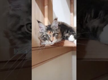 お転婆メインクーン子猫の小町ちゃん