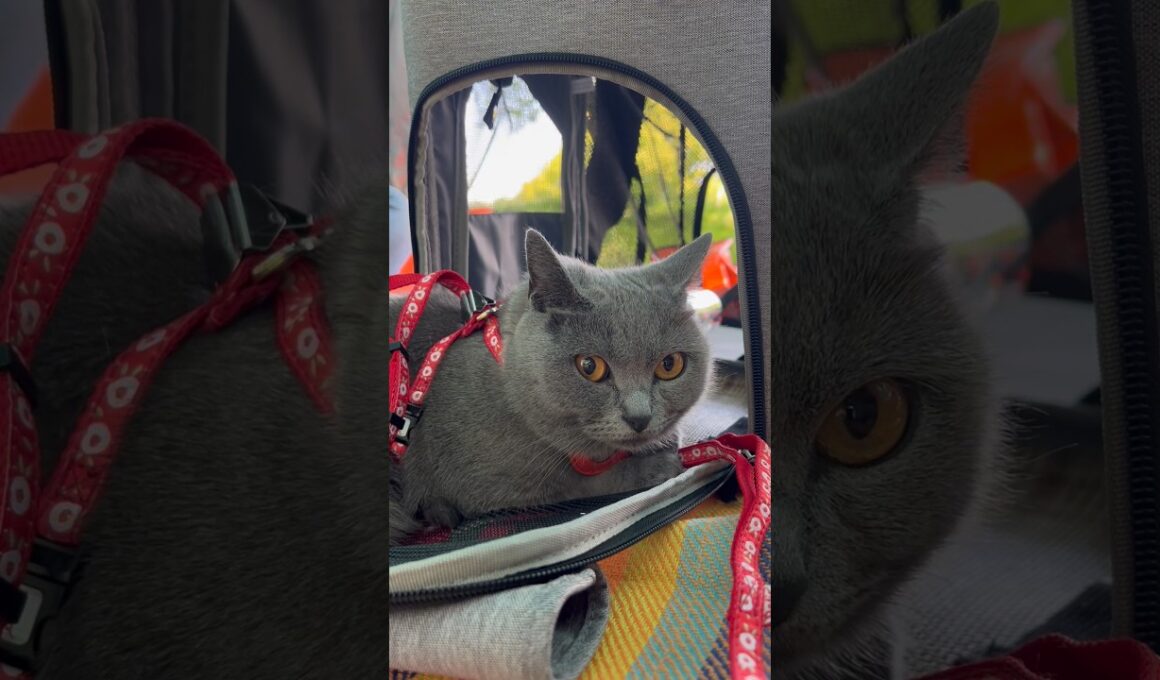 公園デビューのつむやま〜【シャルトリューつむやまの初めてのピクニック日記】 #ねこ #chartreux #cat #シャルトリュー #ネコ #猫 #埼玉県狭山市 #入間川にこにこテラス #入間川