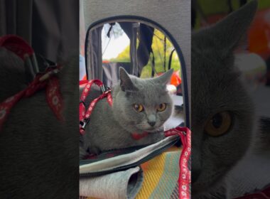 公園デビューのつむやま〜【シャルトリューつむやまの初めてのピクニック日記】 #ねこ #chartreux #cat #シャルトリュー #ネコ #猫 #埼玉県狭山市 #入間川にこにこテラス #入間川