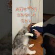 朝、またたび棒で大型猫と遊んだ後に学校へ行く少年#shorts