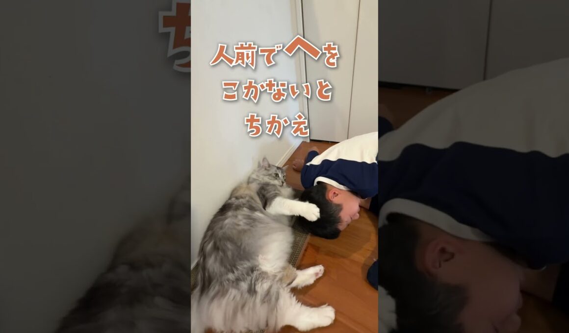 朝、またたび棒で大型猫と遊んだ後に学校へ行く少年#shorts